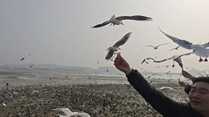 青岛栈桥赏海鸥