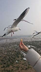 青岛栈桥赏海鸥