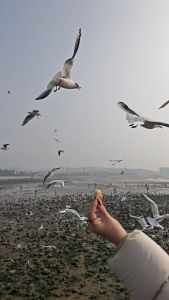 青岛栈桥赏海鸥