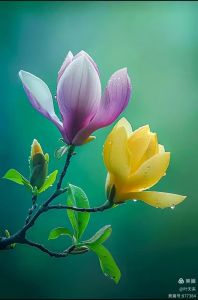 玉兰花雨落中庭 玉兰花雨落中庭