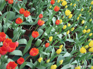 郁金香&nbsp;&nbsp;&nbsp;