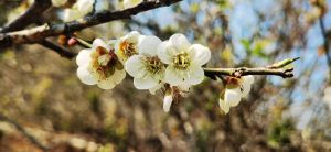 梅花浅浅开 梅花浅浅开