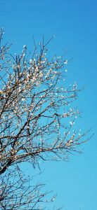 蓝天白梅 蓝天白梅