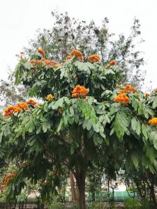 叶天来拍于广州珠冮公园