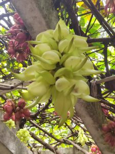 禾雀花&nbsp;&nbsp;&nbsp;