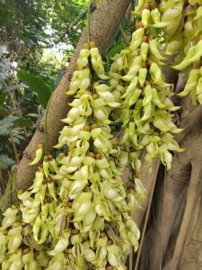 禾雀花&nbsp;&nbsp;&nbsp;