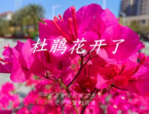 念人《杜鹃花开了》