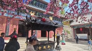 崂山华严寺樱花