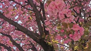 华严寺樱花三月盛开