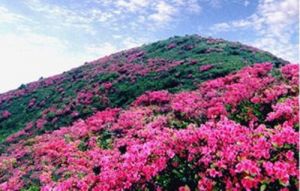 满山遍野的杜鹃花