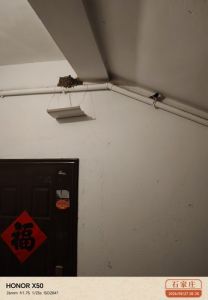 家有紫燕