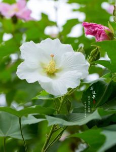 诗人一日情