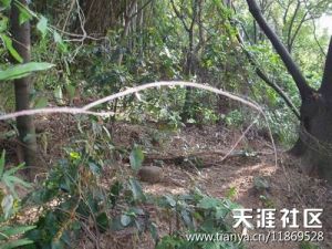沿这方向根本无路可攀 沿这方向根本无路可攀