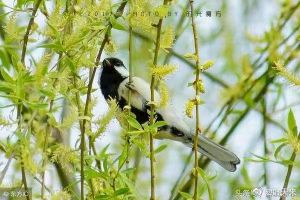 鸟&nbsp;&nbsp;&nbsp;&nbsp;鸣